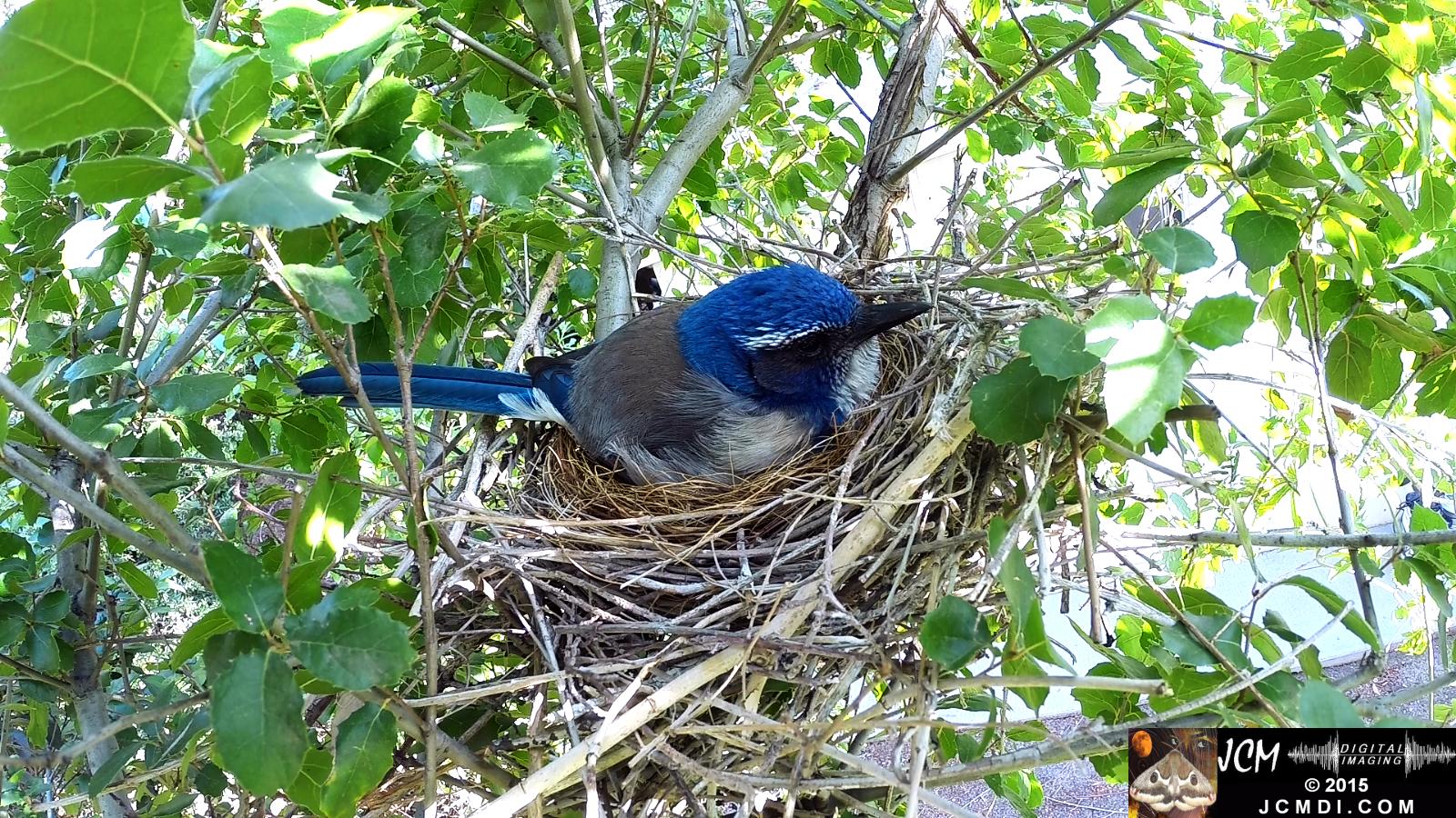 Scrub Jay nest and activity GoPro Hero3+ Black 3-3132015 Santa Clarita JCMDI.COM